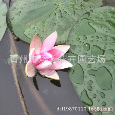 【廠家供應(yīng)青州最暢銷花卉荷花品種優(yōu)良花色鮮艷】青州市承龍花卉園藝場(chǎng) - 產(chǎn)品庫(kù)