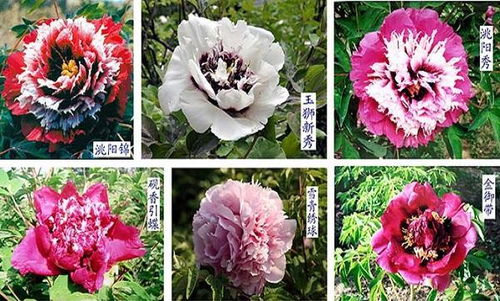 獨(dú)一無(wú)二紫斑牡丹 一縣一品公益助農(nóng),甘肅臨洮農(nóng)特產(chǎn)品花卉