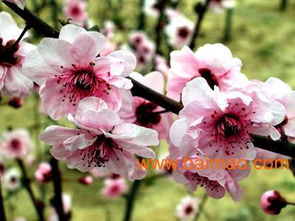 杰浩花卉苗木專業(yè)合作社供應(yīng)實惠的國慶菊 浙江宿根花卉,杰浩花卉苗木專業(yè)合作社供應(yīng)實惠的國慶菊 浙江宿根花卉生產(chǎn)廠家,杰浩花卉苗木專業(yè)合作社供應(yīng)實惠的國慶菊 浙江宿根花卉價格