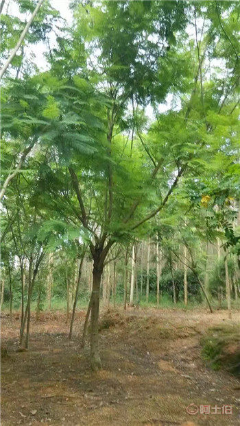 【四川藍花楹開花基地直銷,漳州藍花楹基地供應(yīng)價格】綠化苗木,價格,廠家,供應(yīng)商,花木,漳浦縣閩龍花卉種植園 - 產(chǎn)品庫